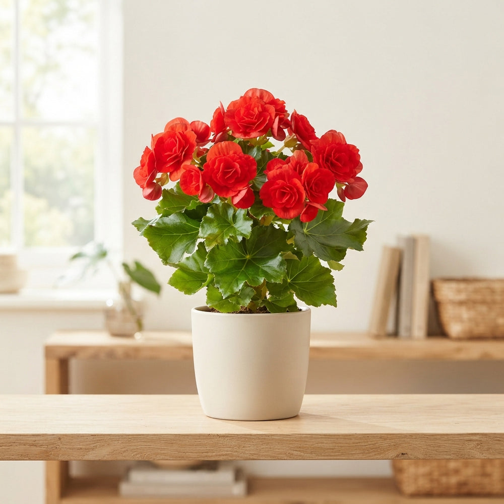Red Double-Flowered Begonia (Elatior Group) – 13cm Pot