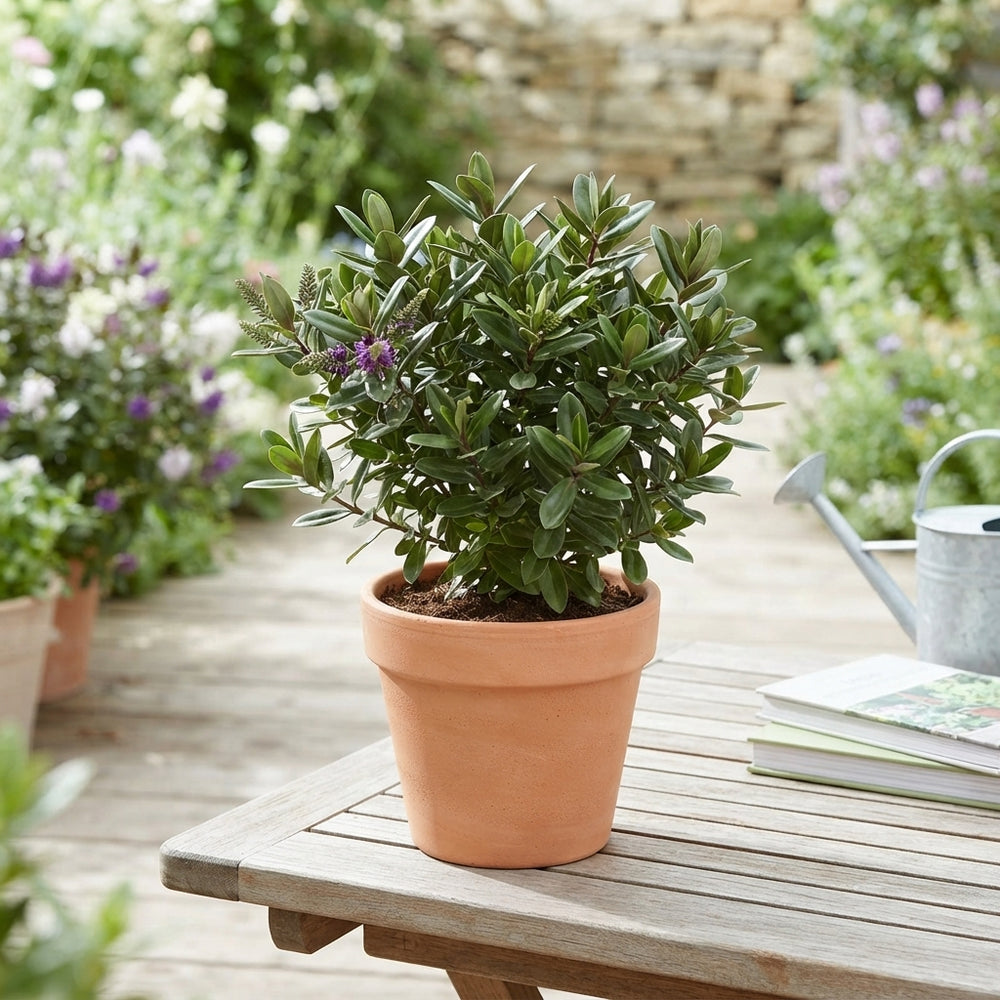 Mixed Hebe Shrub – 17cm Pot, Approx. 45cm High