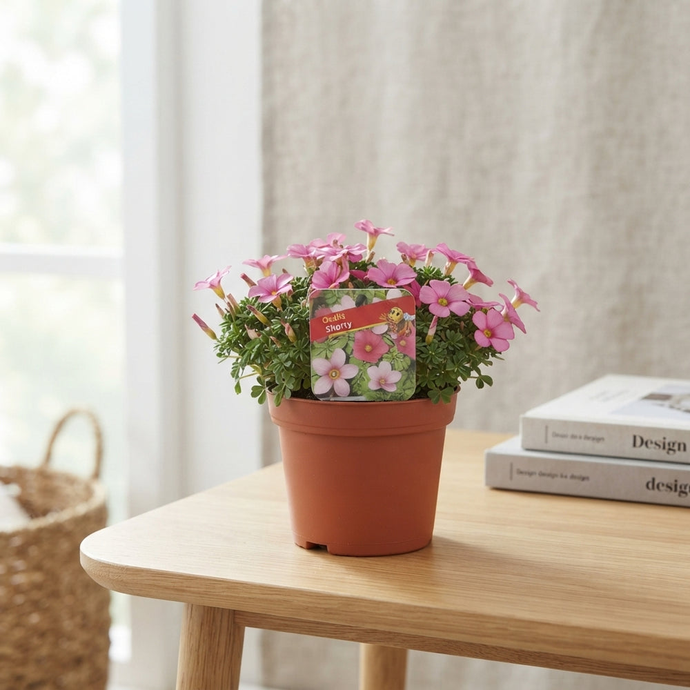 Oxalis 'Shorty' – 13cm Pot