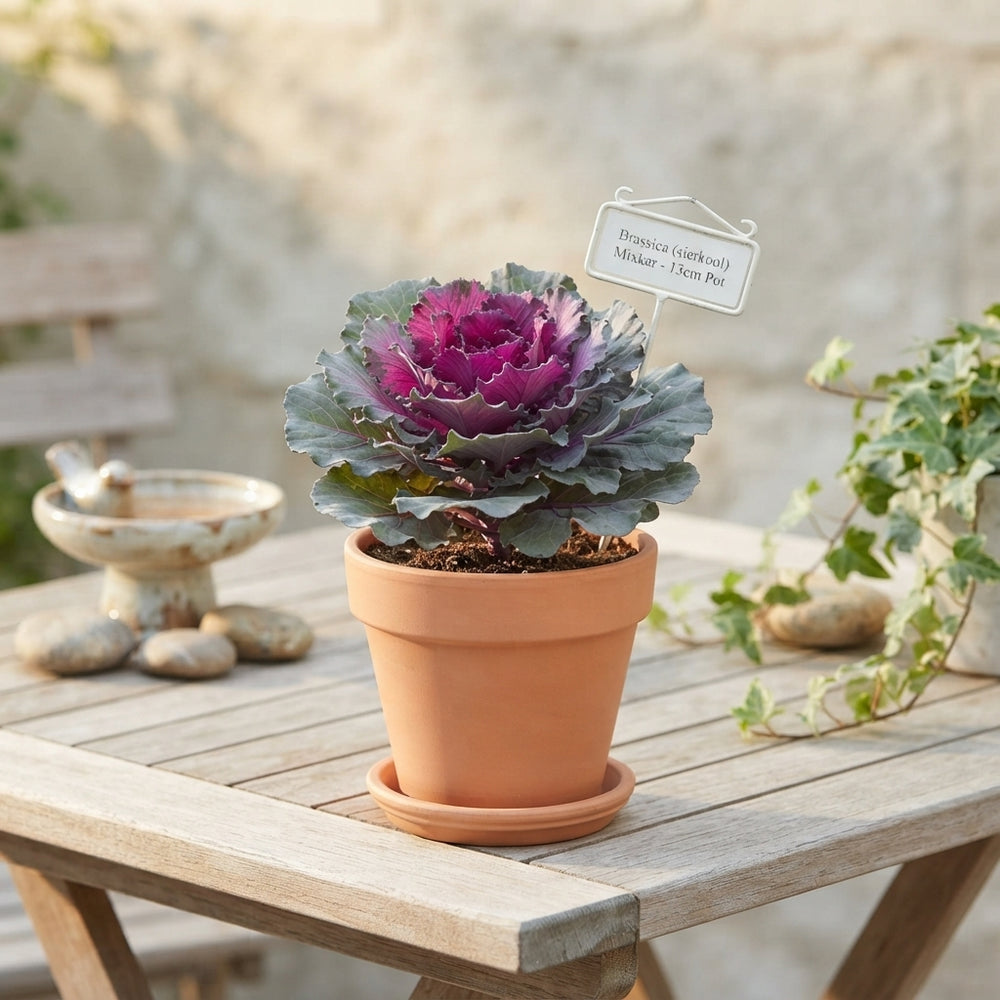 Ornamental Kale Mix – 13cm Pot