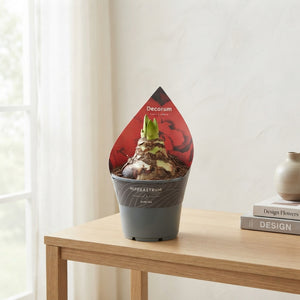 Mixed Double Amaryllis Hippeastrum – 14cm Pot