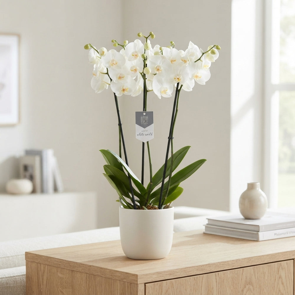White Phalaenopsis Orchid – 12cm Pot, 60cm Tall