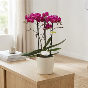 Purple Phalaenopsis Orchid – 12cm Pot, 45cm High