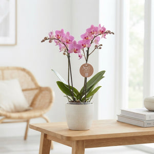 Mixed Phalaenopsis Orchid – 2 Stem, 9cm Pot