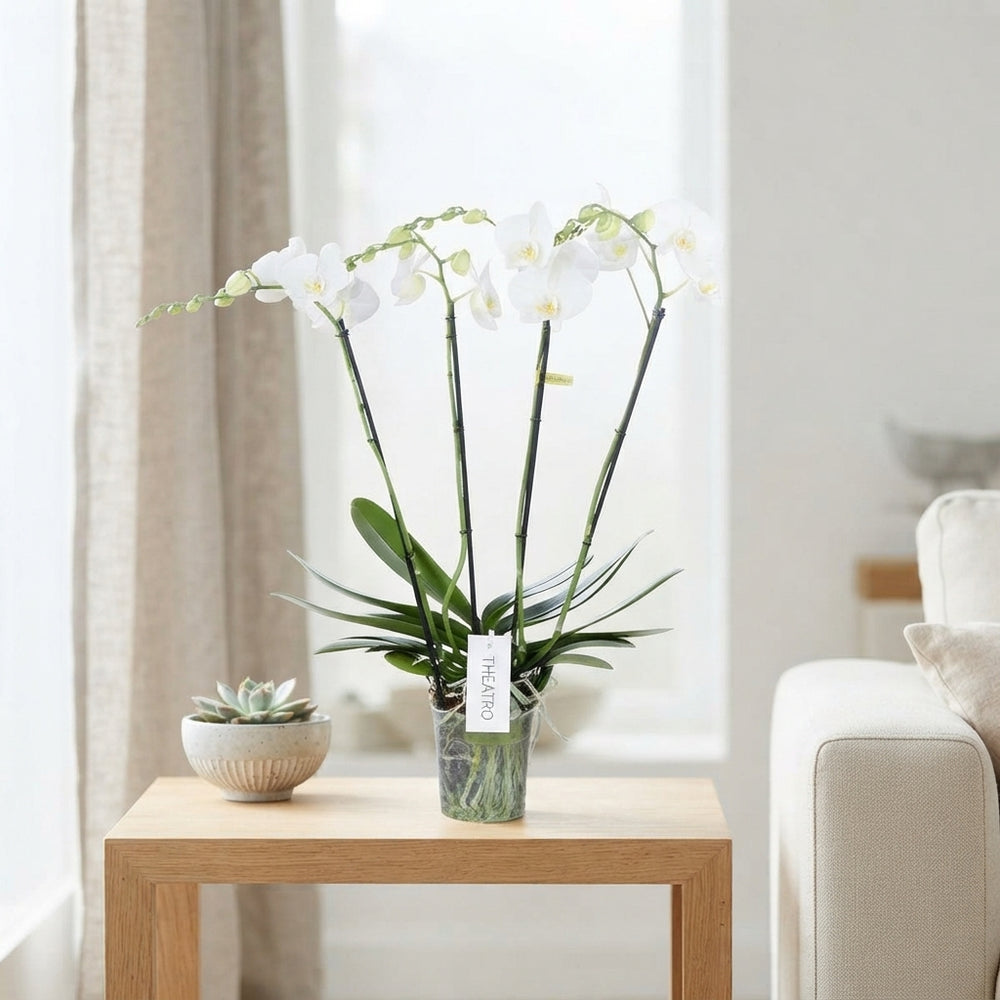 White Phalaenopsis Orchid – 4 Stem, 12cm Pot