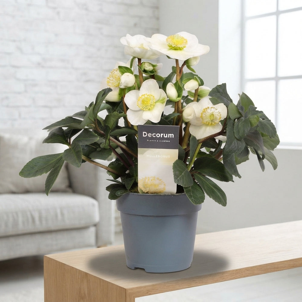 White Christmas Rose Helleborus – 15cm Pot