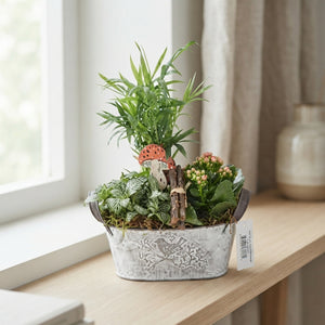 Mixed Plant Arrangement in Whitewashed Oval Zinc Pot – 20cm