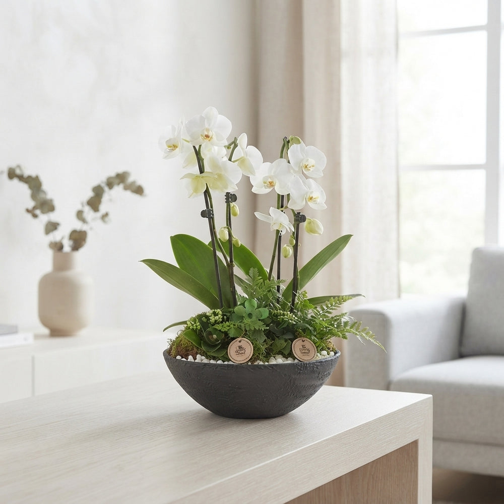 White Phalaenopsis Orchid Arrangement – 27cm Pot