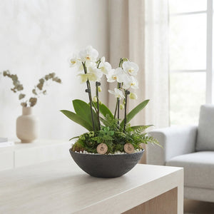 White Phalaenopsis Orchid Arrangement – 27cm Pot