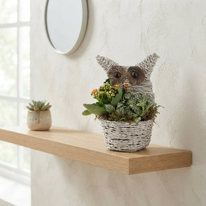 Braided Owl Plant Arrangement – 13cm Pot