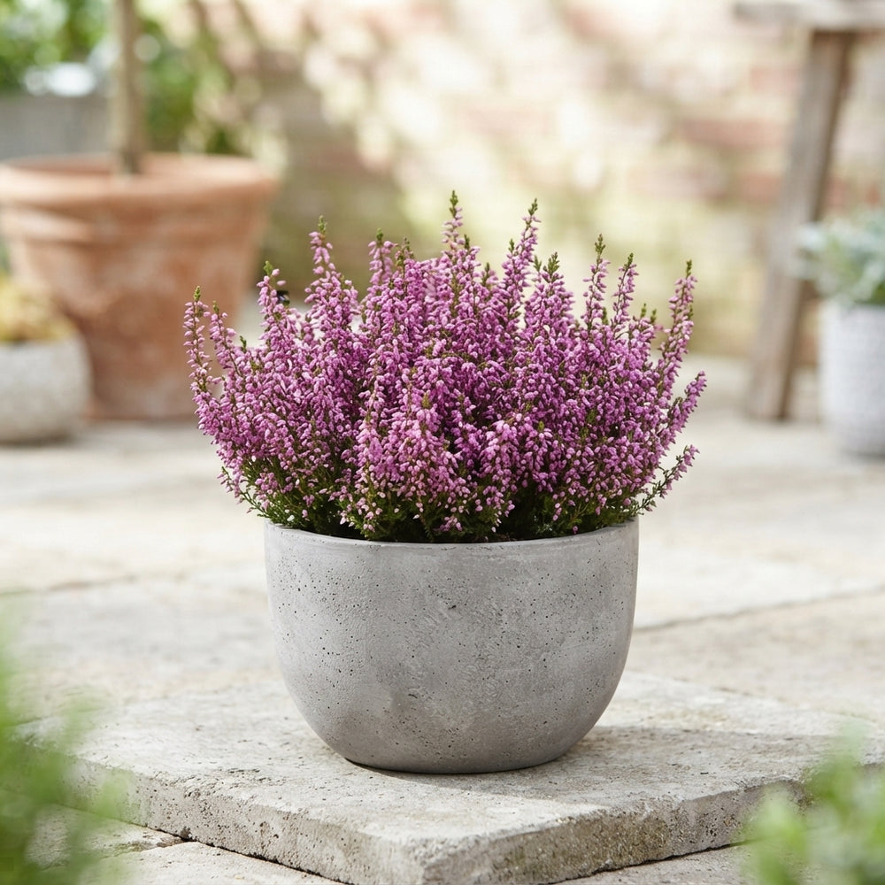 Outdoor Mixed Plant Arrangement in Grey Stone Bowl – 26cm