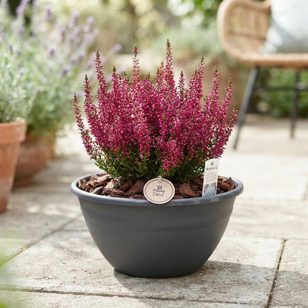 Large Black Outdoor Plant Arrangement – 28cm Pot