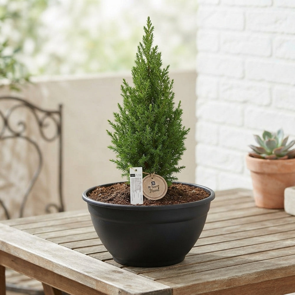 Outdoor Plant Arrangement in Black Coupe Pot – 25cm