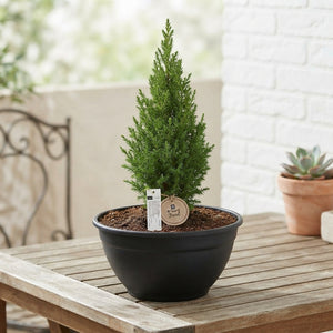 Outdoor Plant Arrangement in Black Coupe Pot – 25cm