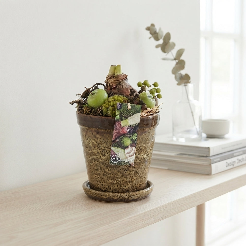 Amaryllis Arrangement in Ceramic Pot – 15cm