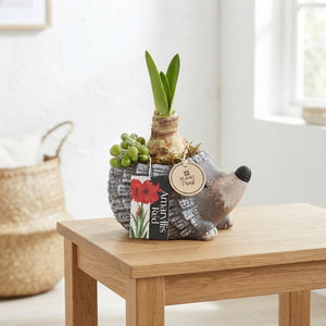 Amaryllis Arrangement in Ceramic Hedgehog Pot – 18cm