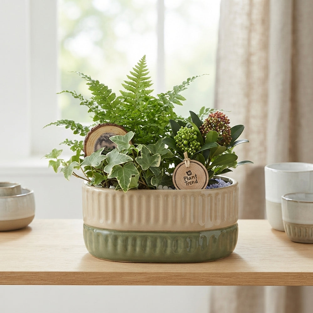 Mixed Plant Arrangement in Oval Ceramic Pot – 23cm