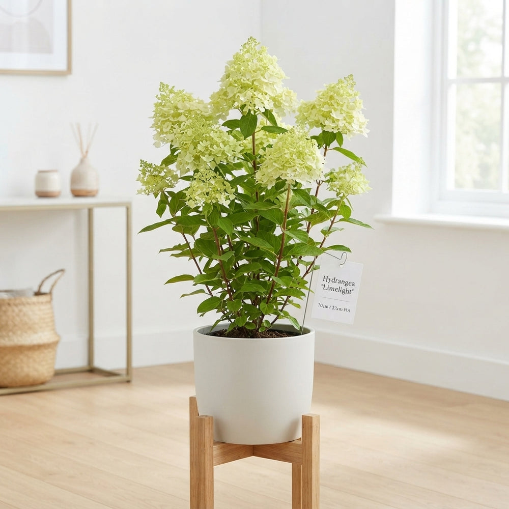 White Hydrangea paniculata ‘Limelight’ – 23cm Pot