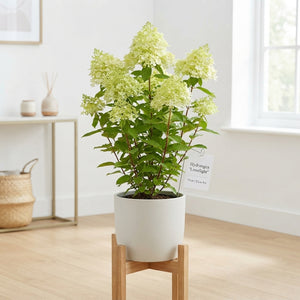 White Hydrangea paniculata ‘Limelight’ – 23cm Pot