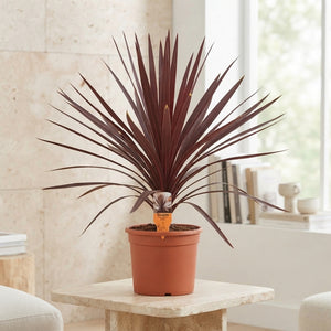 Cordyline Red Sensation – 28cm Pot, 90cm High