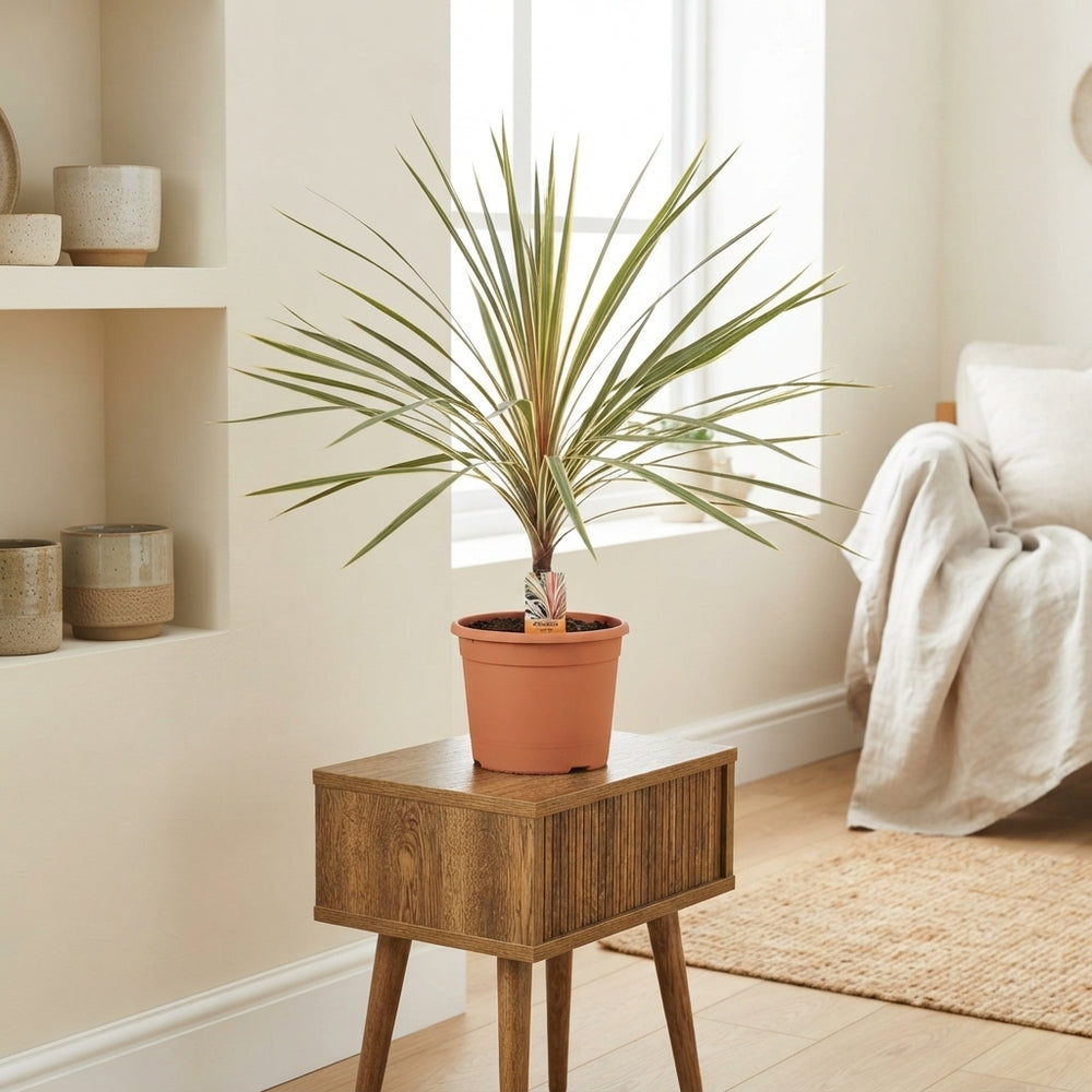 Variegated Cordyline – 28cm Pot, Approx. 100cm High