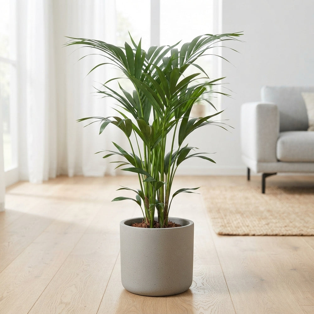Kentia Palm (Howea forsteriana) – 24cm Pot, 200cm High
