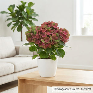 White Hydrangea macrophylla – 14cm Pot