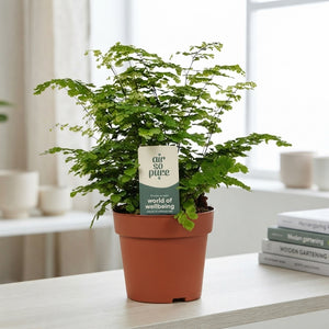Maidenhair Fern (Adiantum) – 12cm Pot