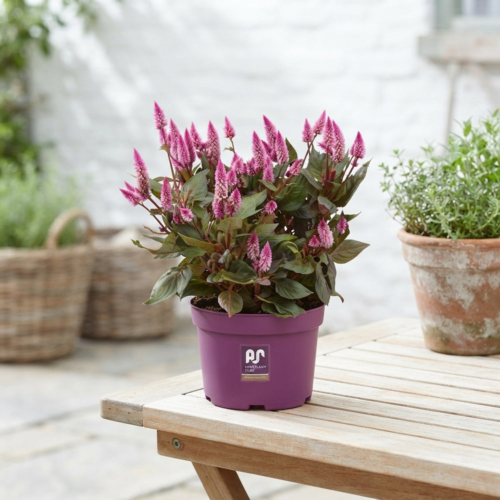 Dark Pink Celosia spicata – 19cm Pot, 37cm High