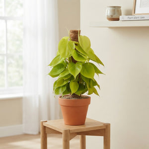 Philodendron ‘Neon’ – 15cm Pot, 45cm High