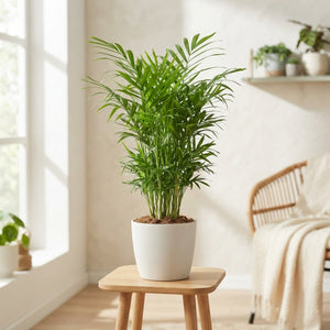 Areca Palm (Dypsis lutescens) – 17cm Pot