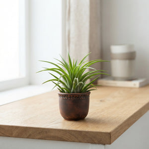 Carambola Green Air Plant Arrangement – 8.5cm Ceramic Pot