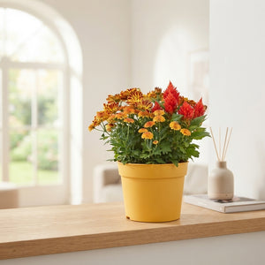 Mixed Garden Plants – 19cm Pot, Approx. 35cm High