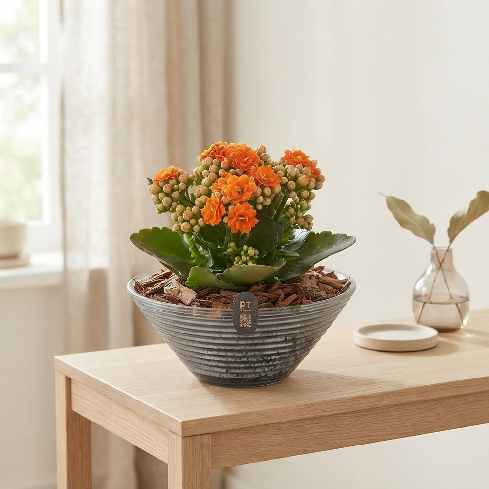Autumn Glass Bowl Plant Arrangement – 19cm