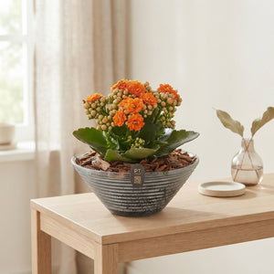Autumn Glass Bowl Plant Arrangement – 19cm