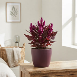 Celosia Mystic Shades – 19cm Pot