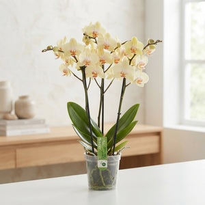 Desert Breeze Phalaenopsis Orchid – 12cm Pot