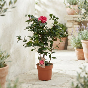 Camellia Mixed Colours – 17cm Pot, 60cm High