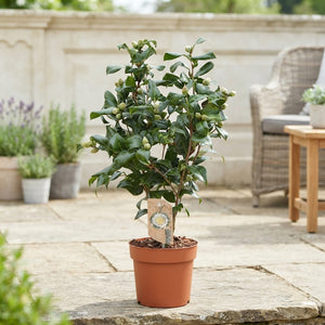 Camellia ‘Brushfield Yellow’ – 17cm Pot