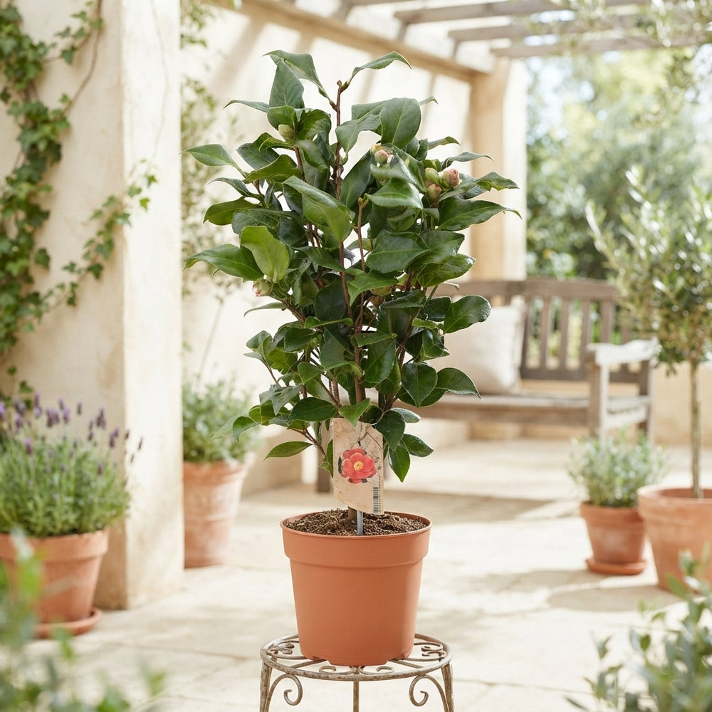 Camellia 'Dr King' – 17cm Pot, 60cm High