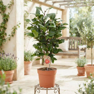 Camellia 'Dr King' – 17cm Pot, 60cm High