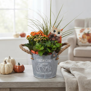 Autumn Indoor Plant Arrangement in Zinc Pot – 14cm