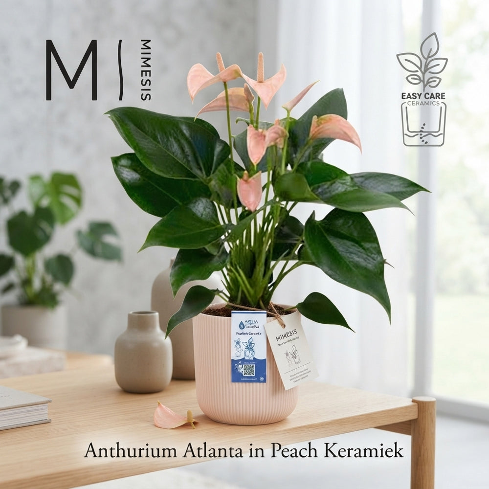 Peach Anthurium (Anthurium) – 12cm Pot, 40cm High