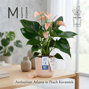 Peach Anthurium (Anthurium) – 12cm Pot, 40cm High