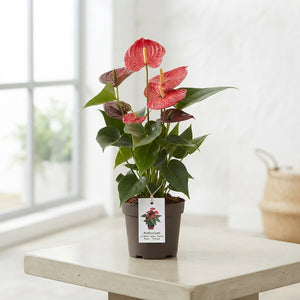 Red Anthurium ‘Adios Carino’ – 17cm Pot