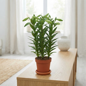 Lilum ‘Lil Lo Miracle’ Lily – 13cm Pot