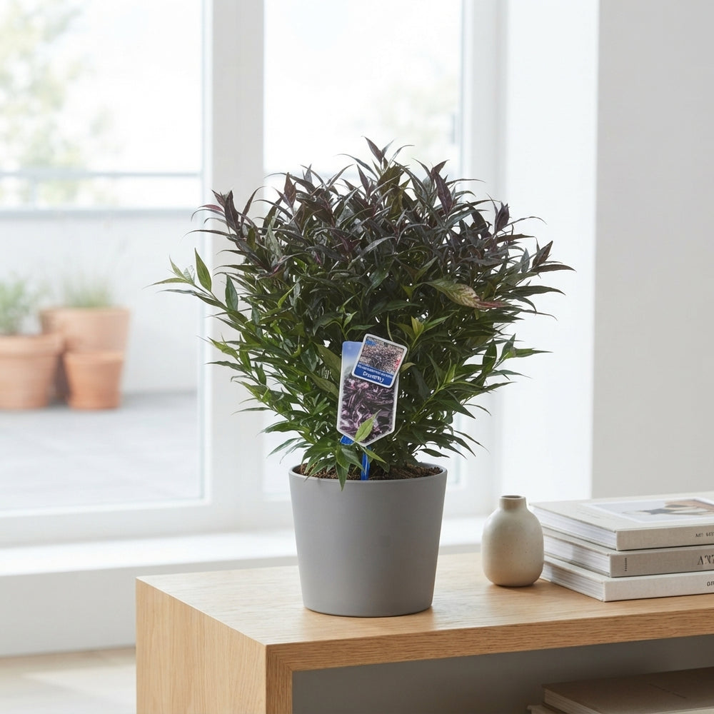 Purple Stonecrop (Sedum atropurpureum) – 19cm Pot
