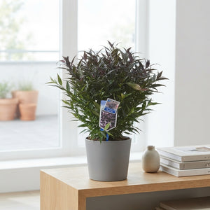 Purple Stonecrop (Sedum atropurpureum) – 19cm Pot