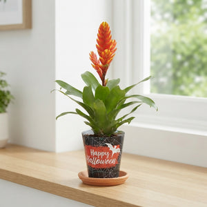 Vriesea Sensation ‘Halloween’ Bromeliad – 10.5cm Pot