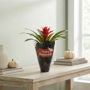 Red Guzmania Bromeliad – 10cm Pot, 30cm High
